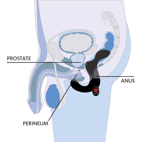 Perineum Grafik 900x900px EN v1