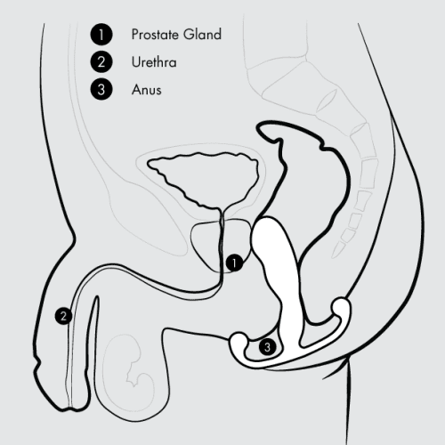 medicalIllustrationProstateExam relaxed HELIX 4